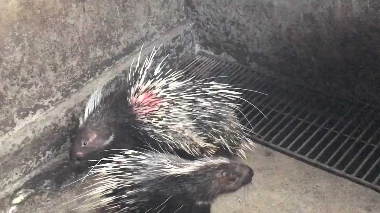 湖北省豪猪养殖基地 湖北有豪猪吗