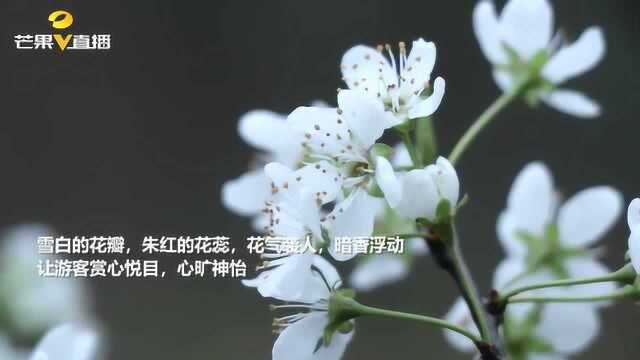 隆回县东山脚下的扶贫梨林盛情绽放,满目银装素裹、繁花如雪