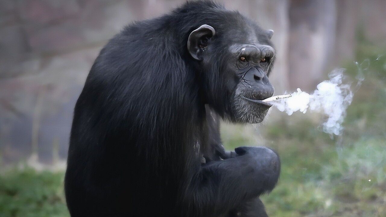 32岁大猩猩突然迷恋上了抽烟,一举一动简直黯然销魂,网友:活久见!