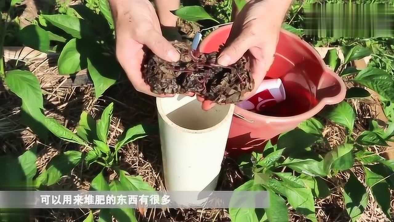 这发明太棒了用蚯蚓制作堆肥厨房垃圾秒变身有机肥