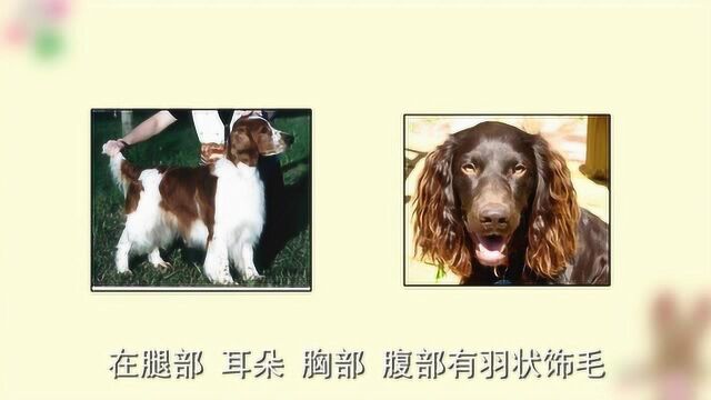 带你综合认识史宾格犬