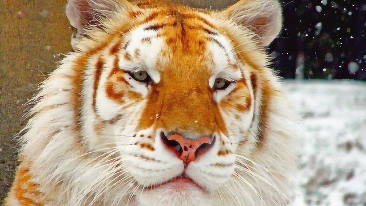 世界一级珍稀动物金虎,目前世界上所有动物园,金虎数量不过50只