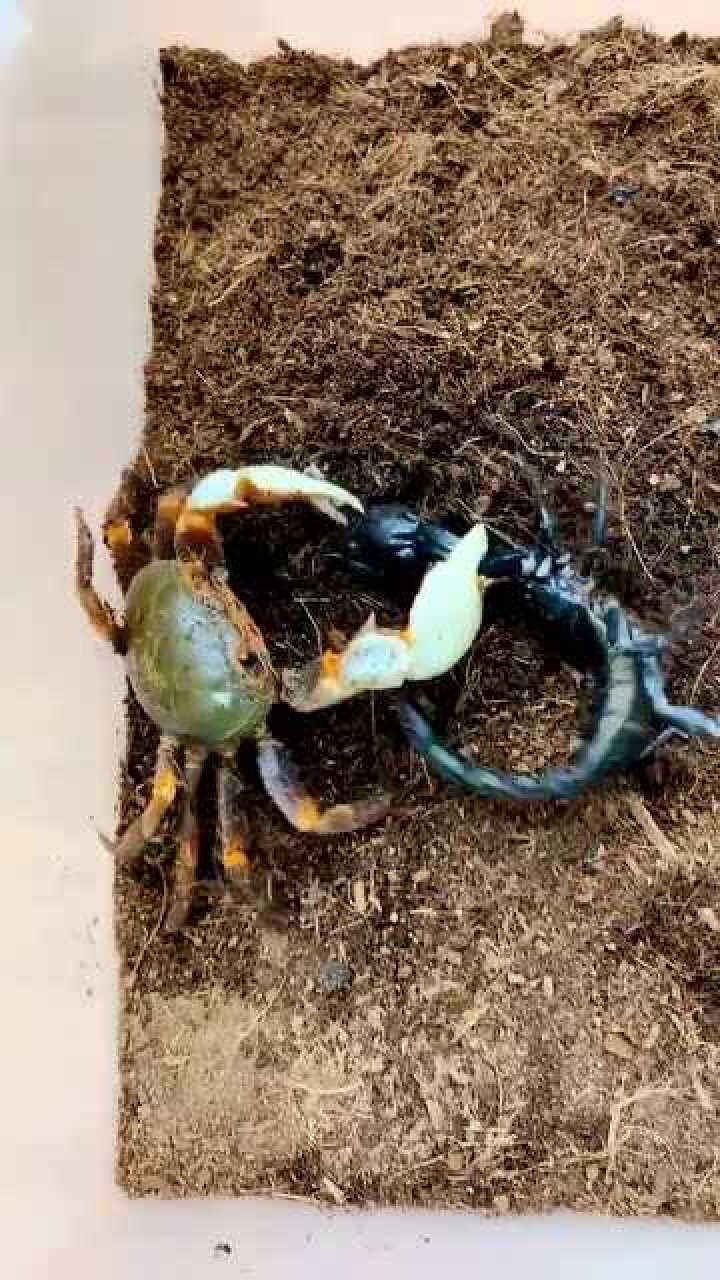 蝎子pk螃蟹图片