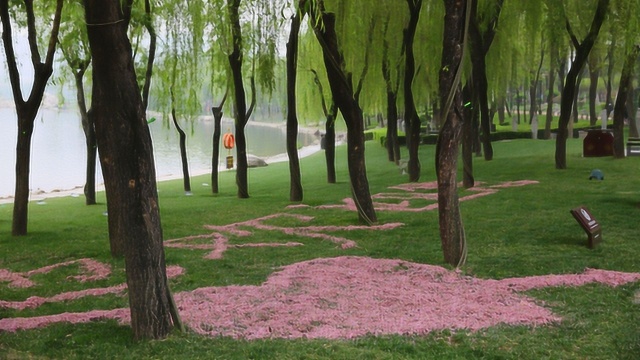 樱花谢幕,满地落花弃之可惜,保洁员用花瓣拼出爱情图案