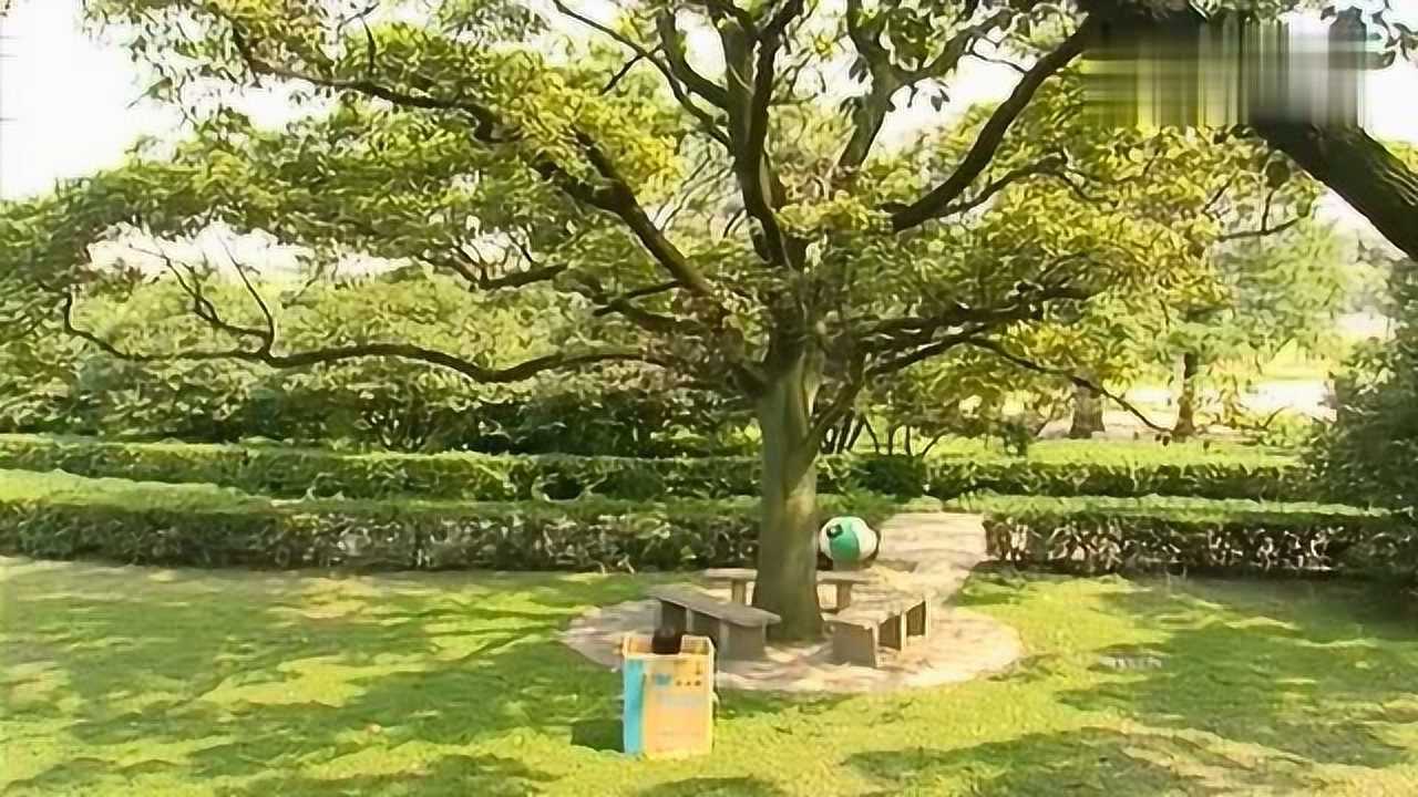 红苹果乐园:校园里竟然有个会跑的纸箱子,这是什么操作?