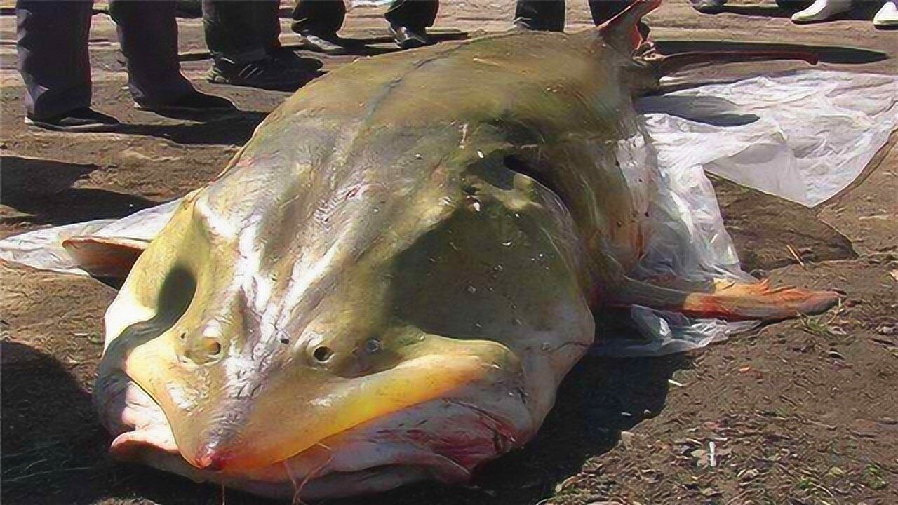 世界上最大的淡水鱼重达2000斤凶猛无比生活在松花江流域