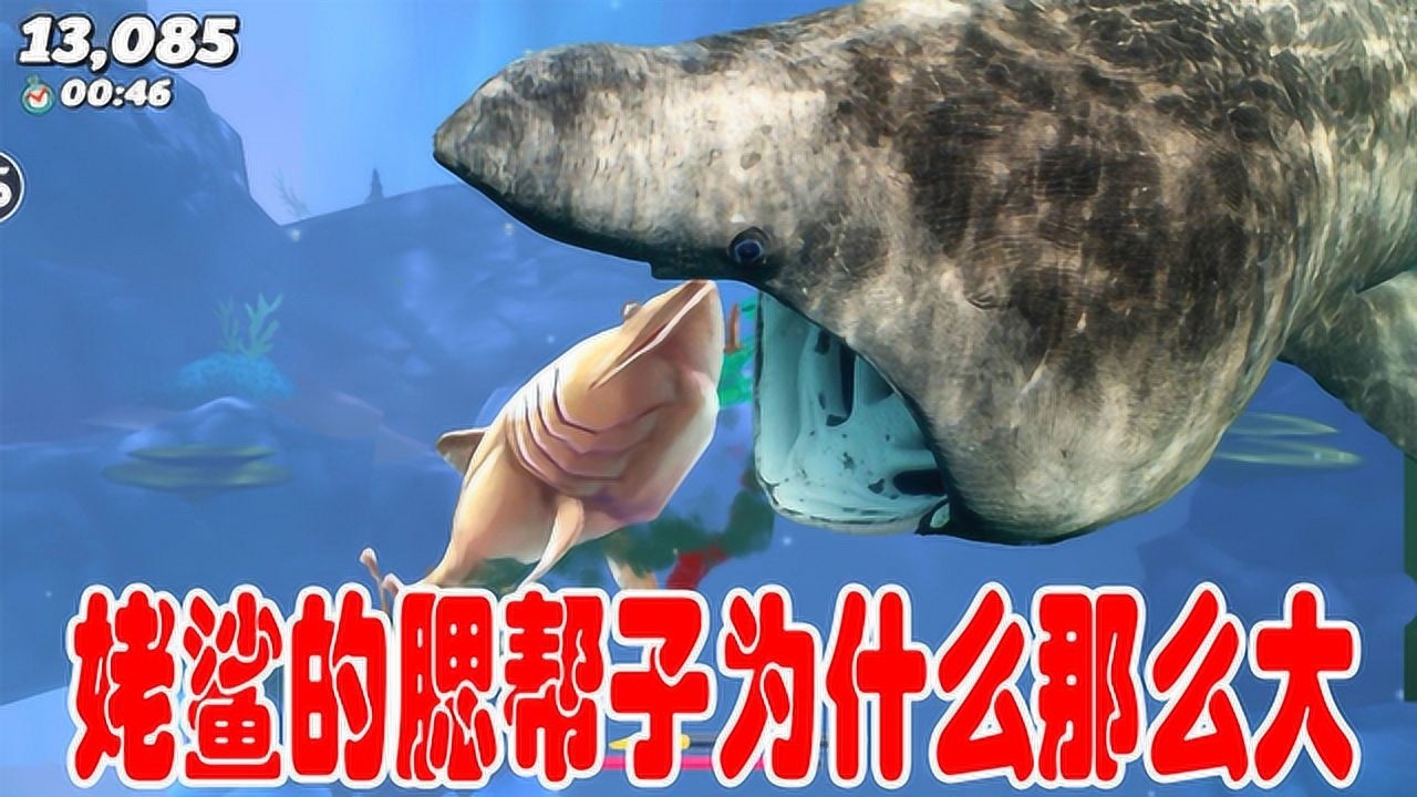 饥饿鲨世界:为什么姥鲨的腮帮子这么大