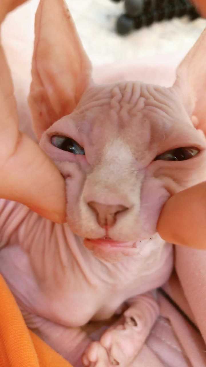 小猫咪强行微笑