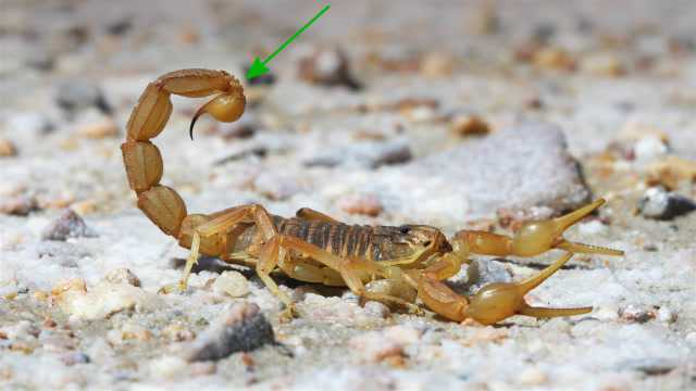 蝎子尾巴竟然是“消化道”,毒刺挂在上面怎么排泄?看完涨知识了