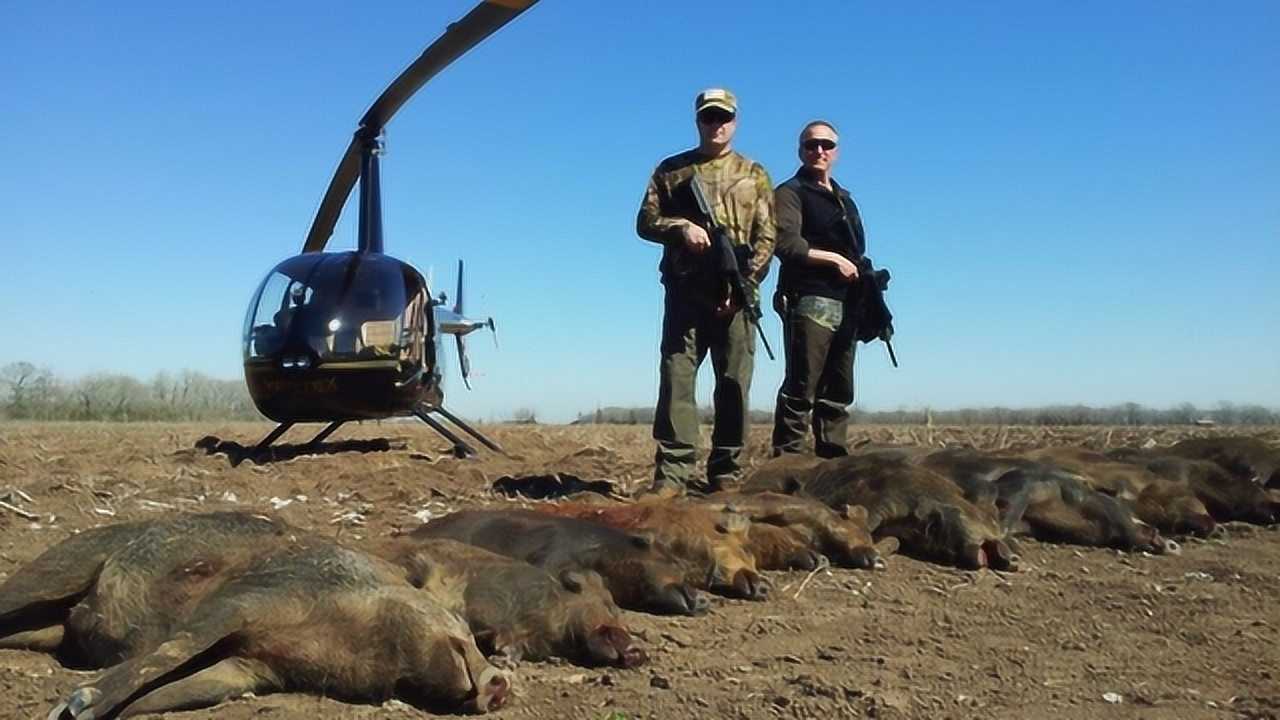 老外开直升机狩猎野猪,要有狩猎证,还需要签订生死状!