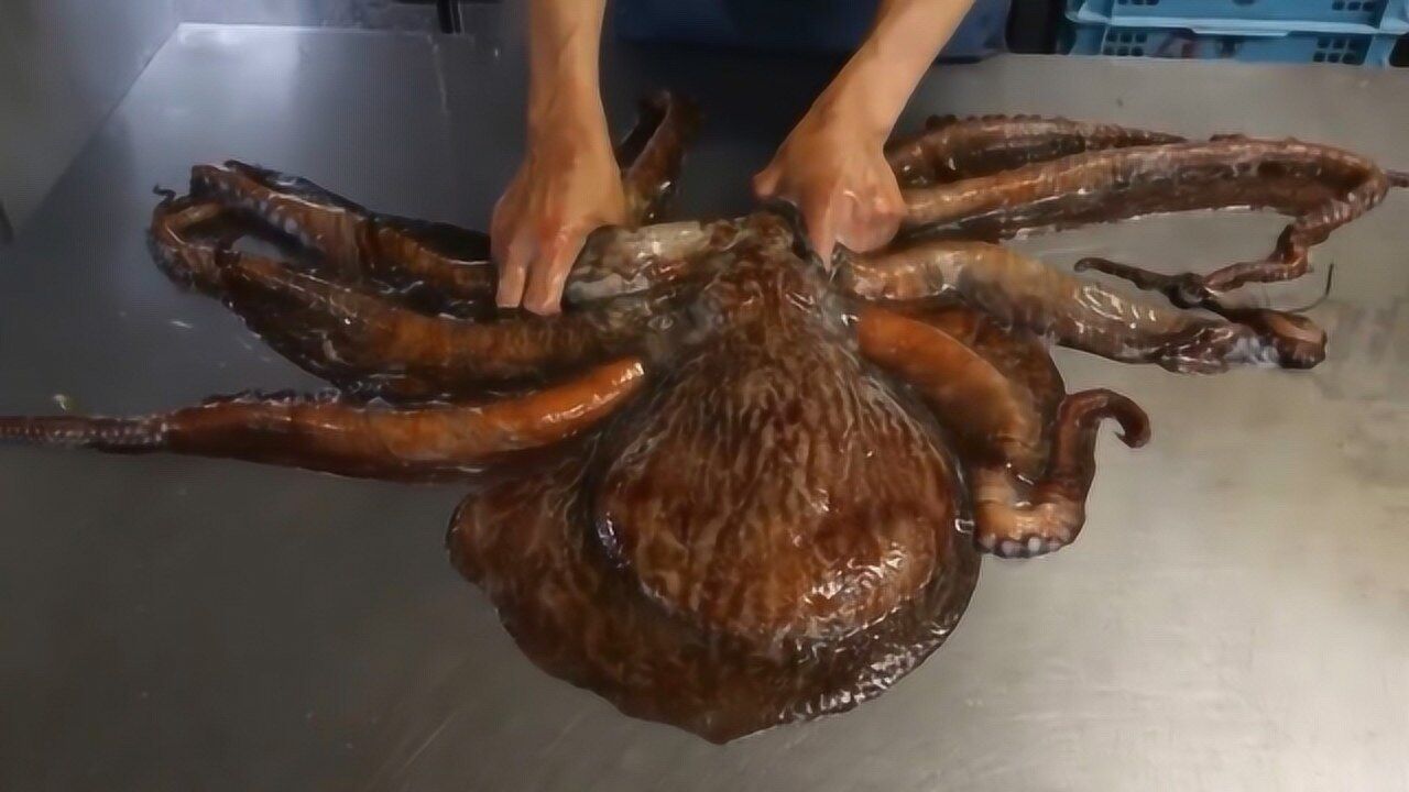 日本巨型章鱼第一次见触角一米多长将它生吃还在动