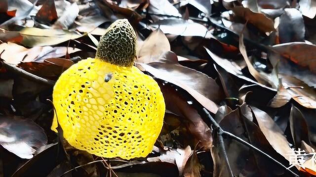 雨后鼓山惊现黄裙竹荪 福州鼓山