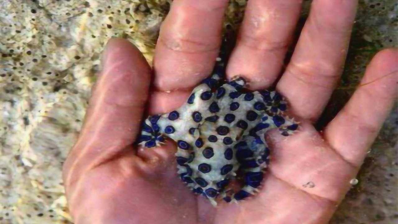 蓝环章鱼也能养?世界上最毒的海洋生物,这个地方却当宠物卖?
