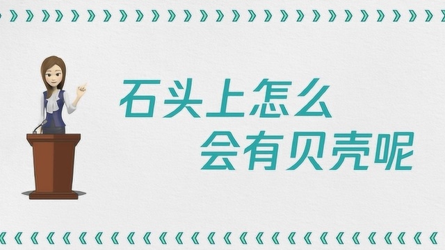 石头上为什么会有贝壳呢?