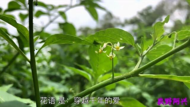 村里一大片白花菜没人采摘?可能是别人还没发现吧?