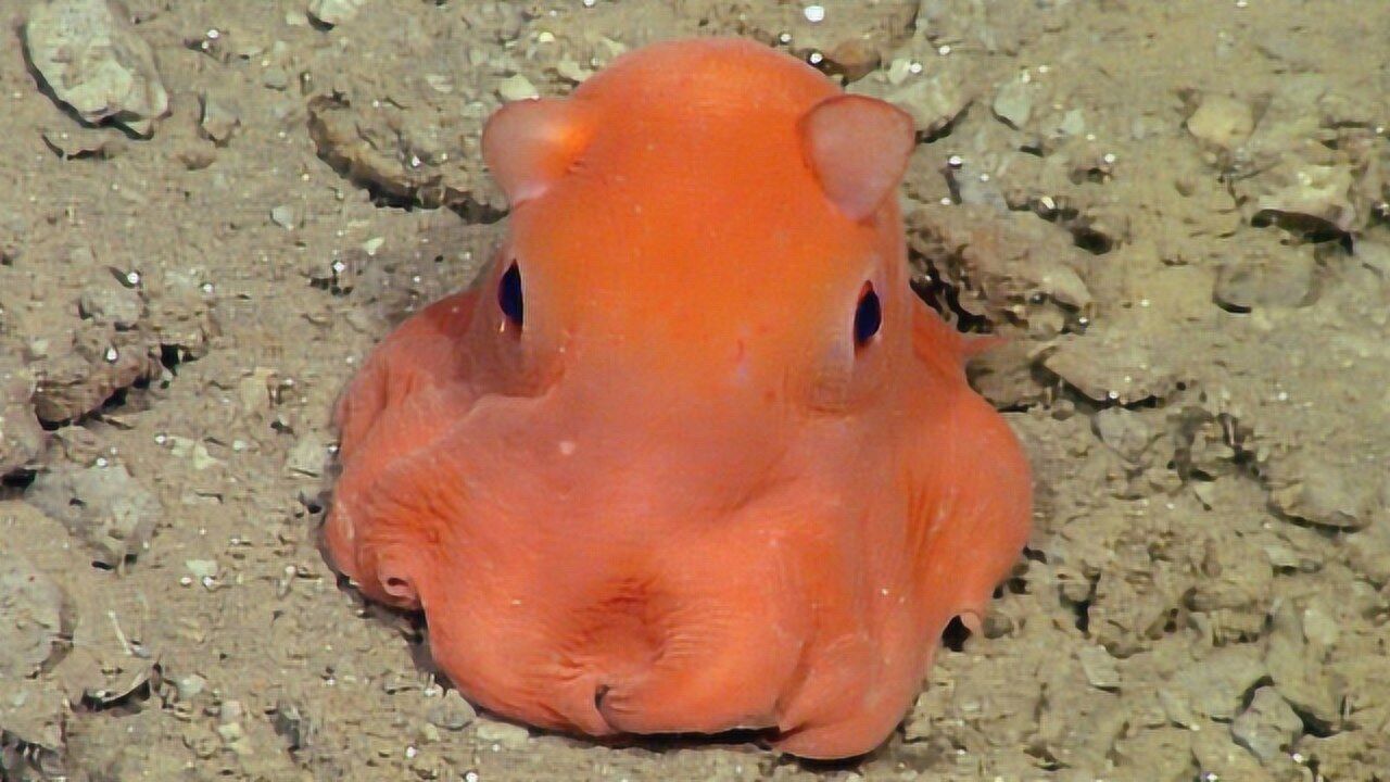 最"萌"的章鱼,一害羞就把脑袋捂起来,各种可爱动作萌化了心!