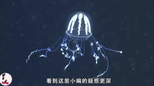 能发出多彩流苏光的烟花水母,一不开心就在海底放烟花