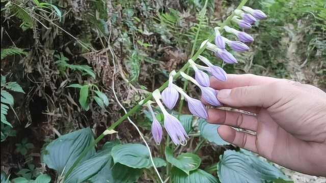 农村有一种植物叫玉簪,它开的花香味扑鼻,是中国著名的传统香花