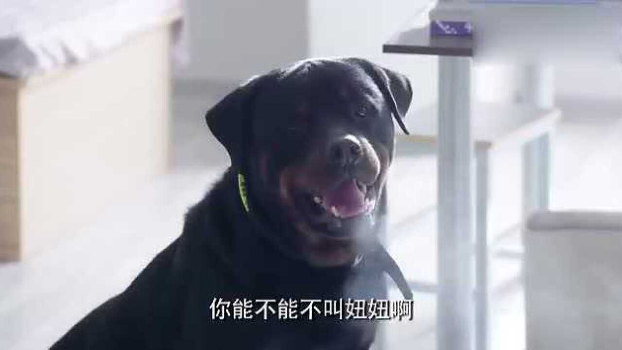 杜飞一直叫警犬妞妞,警花听到气坏了:你能不能别叫妞妞啊