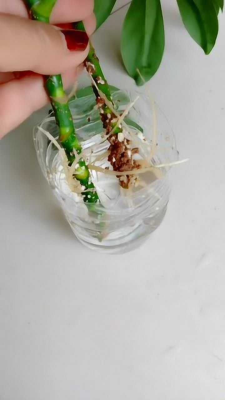 鸭掌木扦插方法