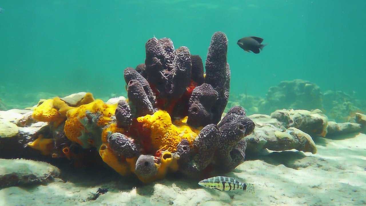 海底生長的天然海綿是動物還是植物看完恍然大悟