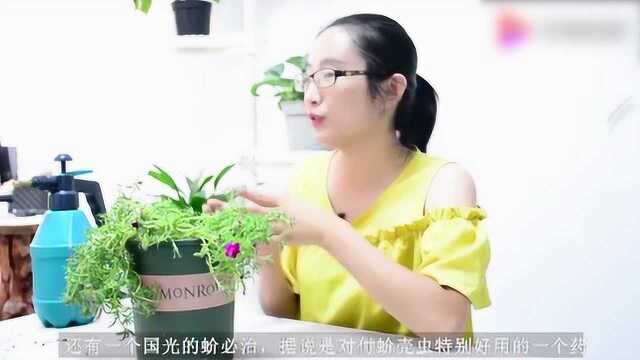 介壳虫用什么药最管用