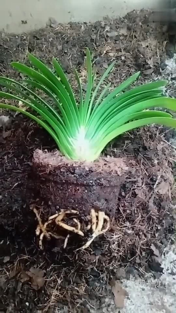 君子兰换花土过程很详细