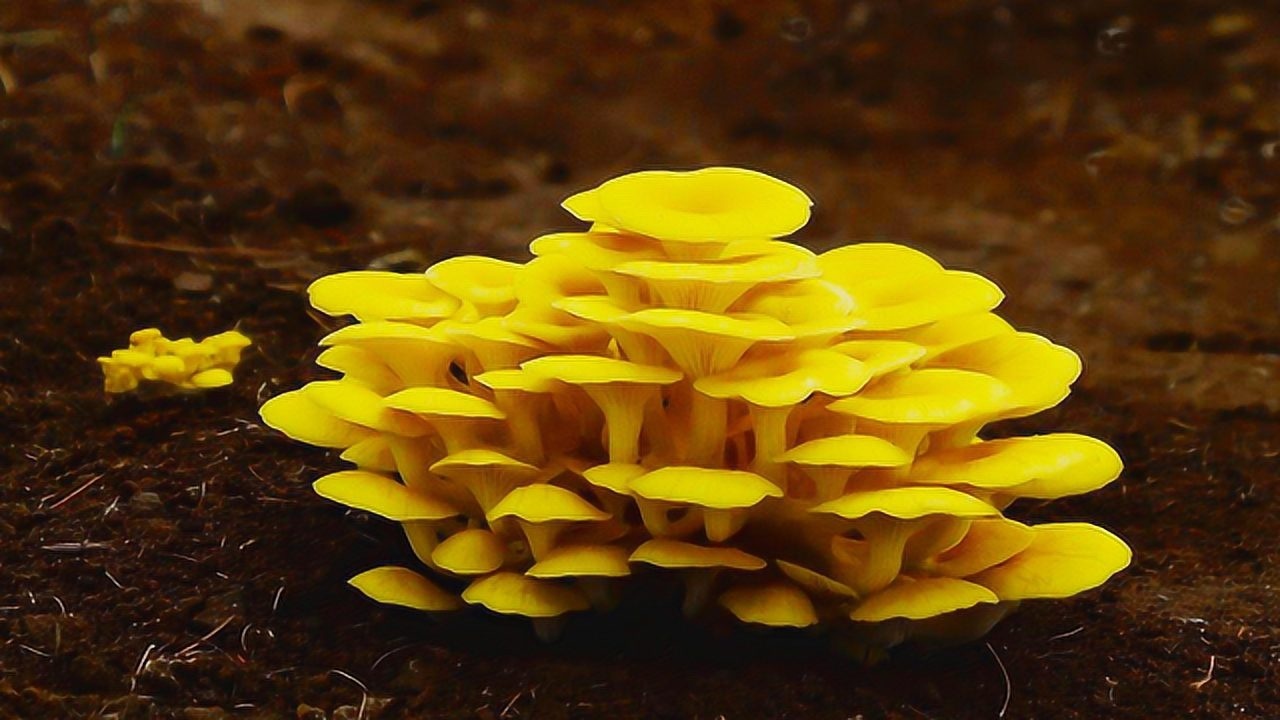 网红金蘑菇菇的背景图片