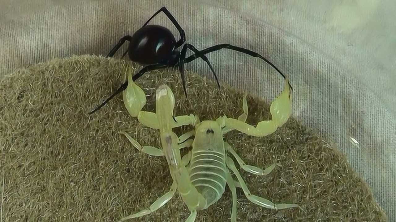 沙漠蝎子pk黑寡妇蜘蛛,究竟孰强孰弱?镜头记录精彩过程