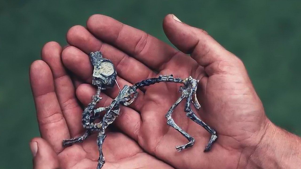 这种曾经的世界上最小的恐龙,居然是40米恐龙的祖先