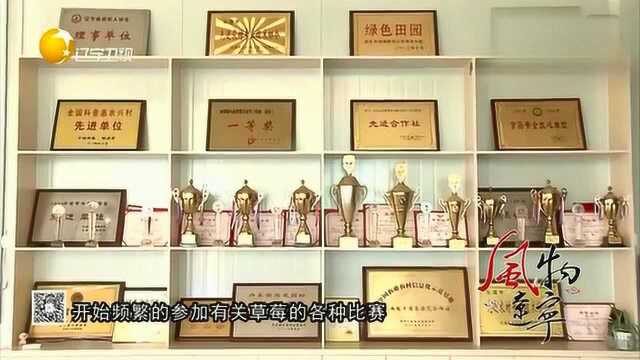 东港草莓发展之路艰辛,品牌力量助农民一臂之力!