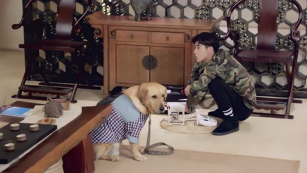 神犬小七第三季边慕又带坏小七竟然要偷拍美女