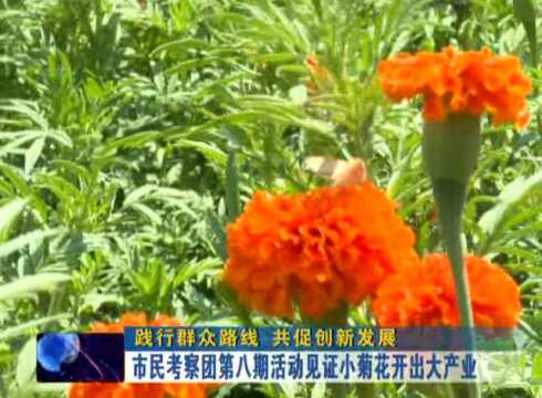 市民考察团第八期活动见证小菊花开出大产业