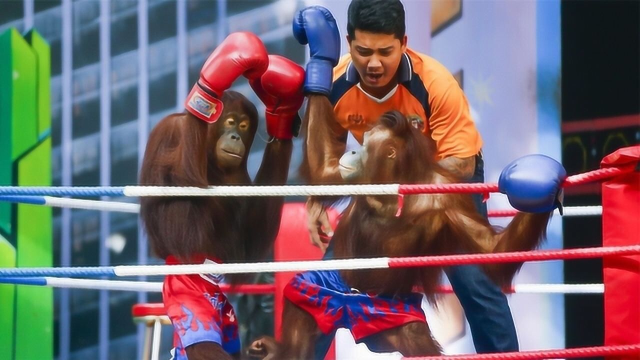 两只猩猩的拳击比赛彼此僵持难分伯仲网友腹肌都笑出来了