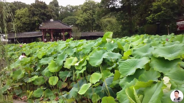 绵阳西山公园的大片荷花,赏花的人络绎不绝,美极了,你去过吗?