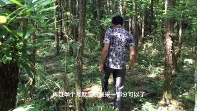 福建高山村民为脱贫致富 把穷山变成“金山银山”