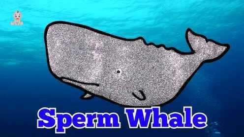 海洋动物虎鲸座头鲸白鲸鱼类玩具绘画