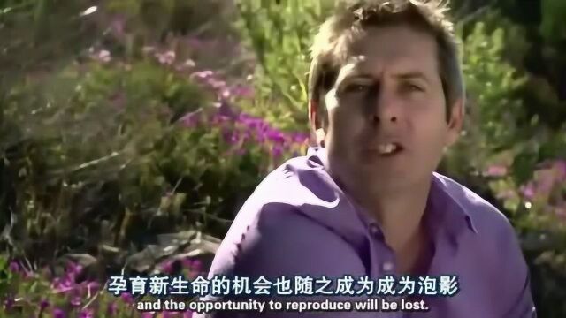 植物之歌:花儿争奇斗艳,只为吸引更多虫子,为它们传宗接代