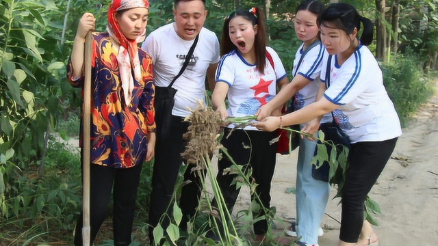 傻妞和小伙伴拔洋芋头,不料妈妈拿着铁锹也来帮忙,结局太逗了