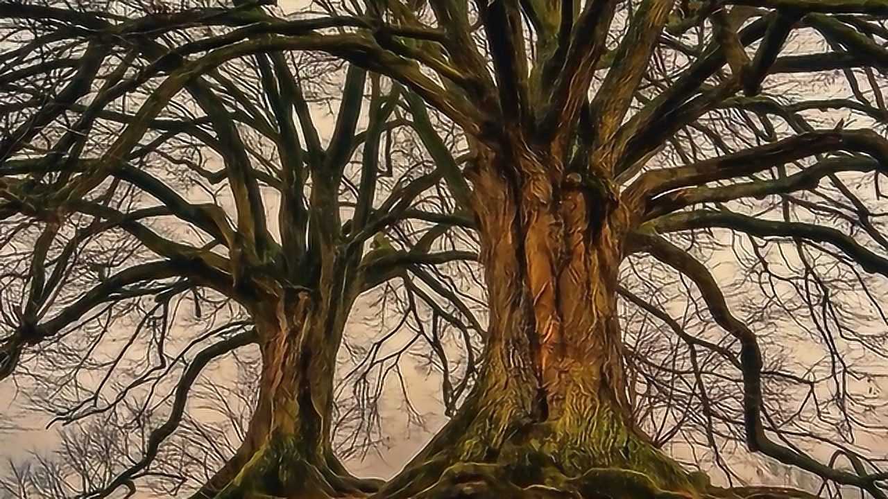 世界上最危险的树,会捕食人类用树枝吸血!非洲人称为"神树"!