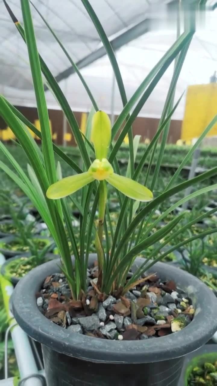 春兰老八种之一水仙瓣汪字#兰花种植