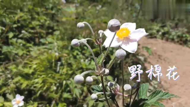 百花齐放之月季牵牛矢车菊蝴蝶兰,桃花桂花荷花山丹丹花