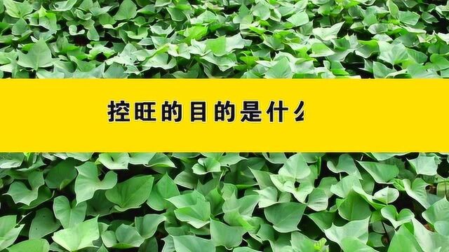 《教授教你种红薯》第19期:甘薯的控旺技术