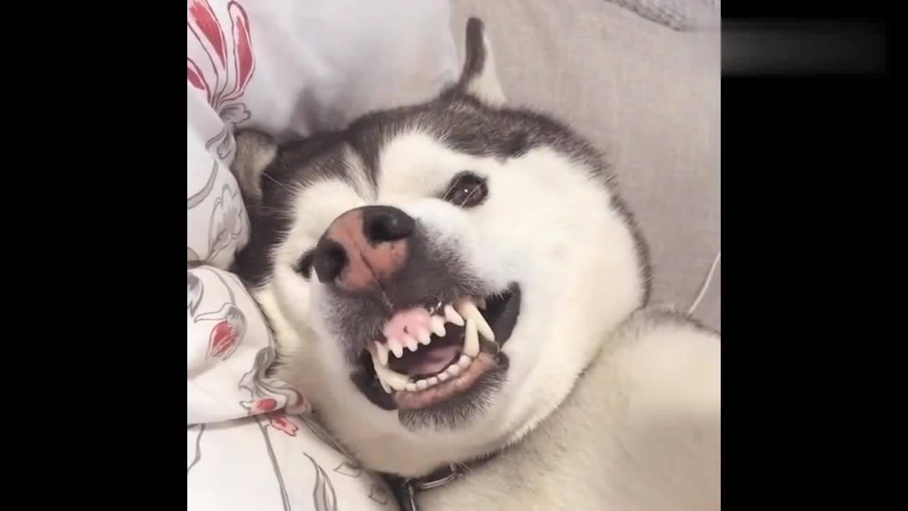 二哈你这是啥表情啊,不就是碰了你一下,网友:奶凶奶凶的!