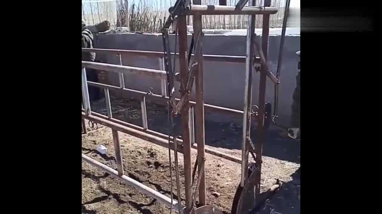 真是高手在民间这样给牛打针方便很多网友太牛了