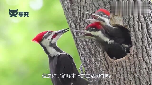 啄木鸟是一种益鸟,被称为森林医生,在世界上分布很广泛