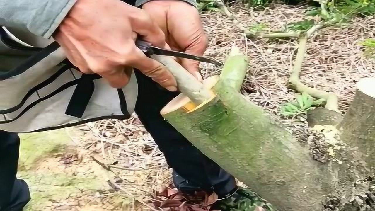 杨梅嫁接技术分享增长增收就靠它了网友高手在民间啊