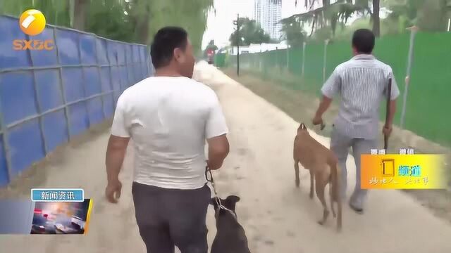 咸阳:流浪狗扎推,已开始集中清理,抓住后一周内无人认领将处理