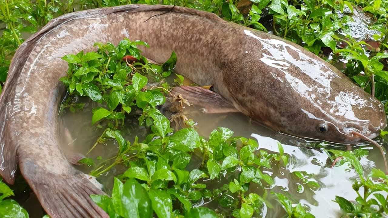 樂生活:小河溝裡釣鯰魚