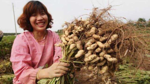 花生想高产稳产?8月花生后期管理勿松懈,这6点很关键!